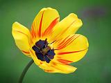 Red Streaked Tulip_53435